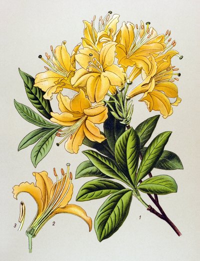 Planche botanique, plante vénéneuse : azalée jaune (Rhododendron luteum) - Unbekannter Künstler