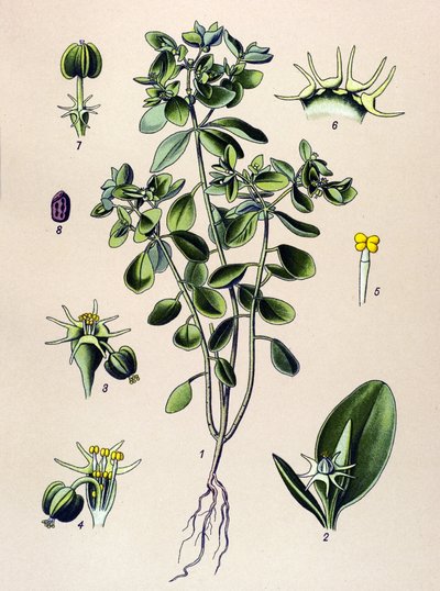 Planche botanique, plante vénéneuse : euphorbe ésule ou euphorbe acre - Unbekannter Künstler
