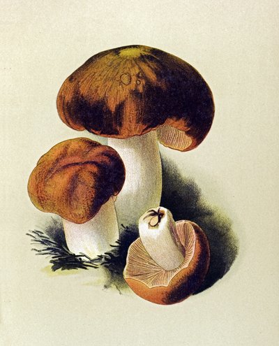 Planche botanique avec champignon toxique (vénéneux) : russule fétide (Russula foetens) - Unbekannter Künstler