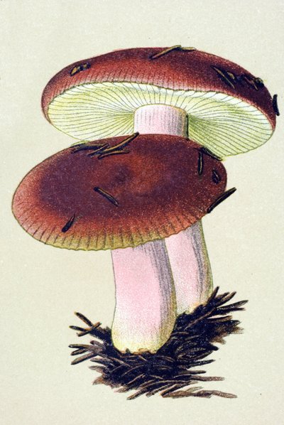 Planche botanique avec champignon toxique (vénéneux) : russule émétique (Russula emetica) - Unbekannter Künstler