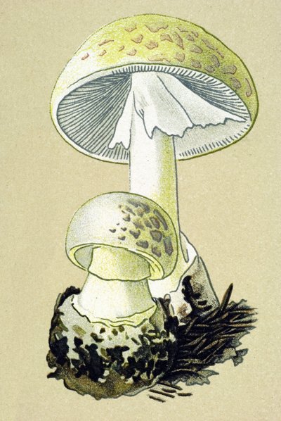 Planche botanique avec champignon toxique : amanite phalloïde (Amanita phalloides) - Unbekannter Künstler