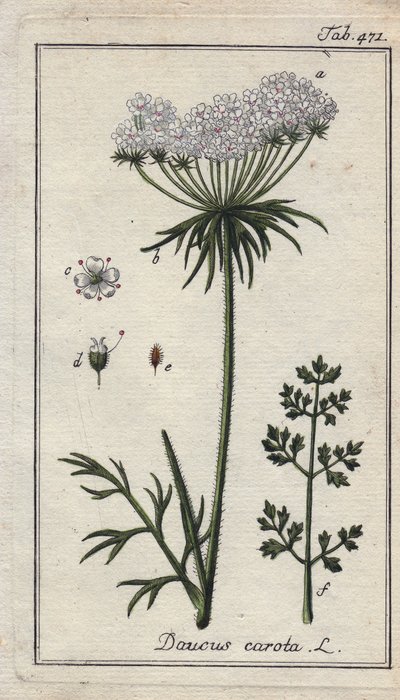 Botanique : fleur de carotte - Fleurs et feuilles de carotte, Daucus carota. Gravure sur cuivre coloriée à la main d