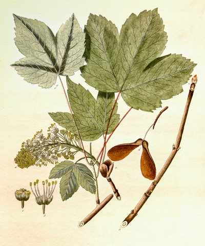 Illustration botanique/Acer pseudoplatanus/Érable sycomore - Unbekannt