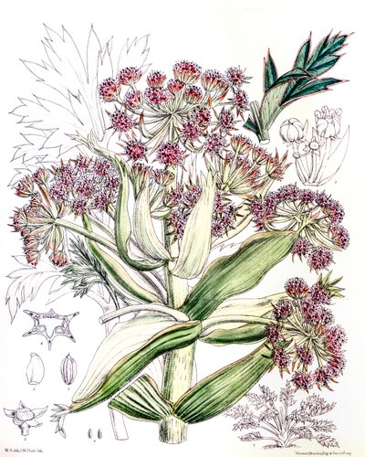 Illustration botanique / Aciphylla latifolia / Anisotome latifolia / Large Aciphyll - Unbekannt