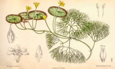 Illustration botanique/Cabomba aquatica - Unbekannt