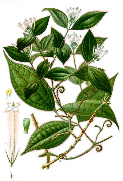 Illustration botanique/Strychnos toxifera/Curare - Unbekannt