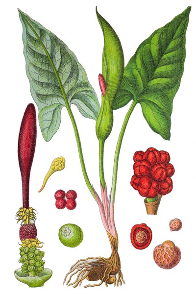 Planche botanique : arum tacheté (Arum sauvage ou Arum maculatum), plante médicinale, chromolithographie historique - Unbekannter Künstler