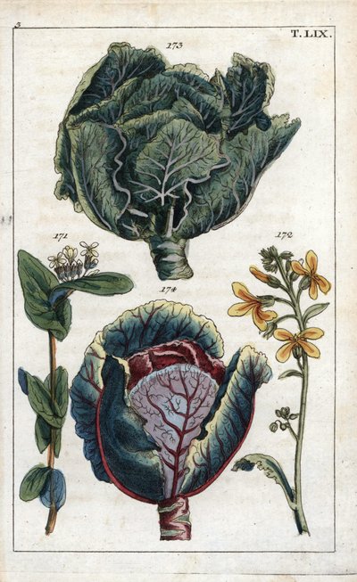 Botanique : chou, Chou, Brassica oleracea capitata, fleur 172 et tête de feuilles 173, chou rouge, Brassica oleracea rubra - Unbekannter Künstler