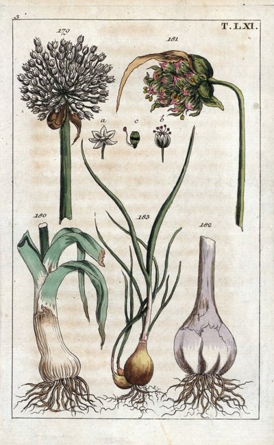 Botanique : poireau, ail, échalote - Poireau, Allium pollum 179, fleur d