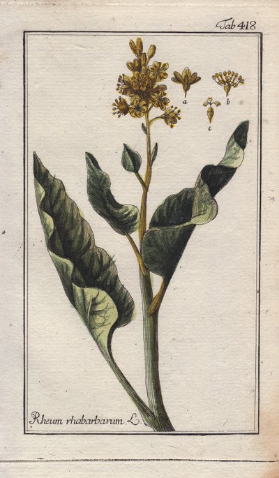 Feuilles de rhubarbe (Rheum rhabarbarum) - Unbekannter Künstler