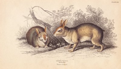 Lapin brésilien - Unbekannter Künstler