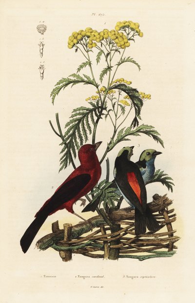 Tangara écarlate, Ramphocelus bresilius, et tangara du paradis, Tangara chilensis - Unbekannt
