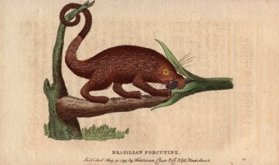Porc-épic brésilien (Coendou prehensilis), porc-épic américain semi-arboricole des régions tropicales, dont la queue préhensile lui permet de grimper aux arbres - Unbekannter Künstler