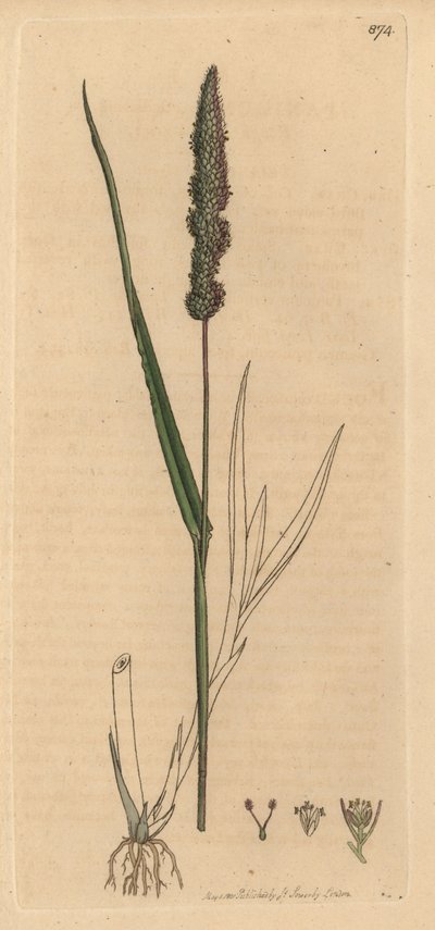 Setaria verticillata (panic rugueux, Panicum verticillatum) (sétaire verte). Gravure sur cuivre coloriée à la main d