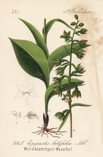 Épipactis à larges feuilles - Helléborine à larges feuilles, Epipactis helleborine (Epipactis latifolia). Lithographie en couleur de la Flora von Deutschland de Diederich von Schlechtendal, Iéna - Unbekannter Künstler