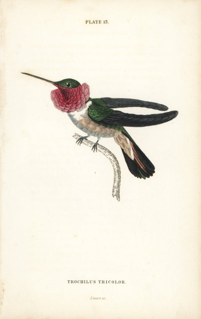 Colibri à queue large, Selasphorus platycercus (Colibri tricolore, Trochilus tricolor). Gravure sur acier colorée par William Lizars de la Naturalist