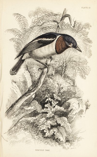 Gobemouche à gorge brune, Platysteira cyanea (Todier à gorge brune, Platystera lobata). Gravure sur acier coloriée à la main par William Lizars d