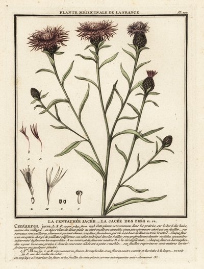 Centaurea jacea - Unbekannter Künstler