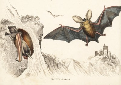 Grand murin ou murin à longues oreilles. Gravure sur acier coloriée à la main de la Galerie d