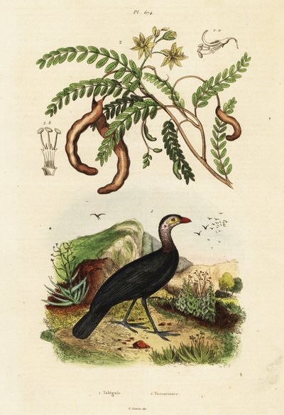 Dindon brosse et tamarin.,1834-1839 (gravure) - Unbekannter Künstler