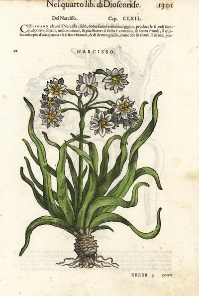 Jonquille à fleurs groupées, Narcissus tazetta - Unbekannter Künstler