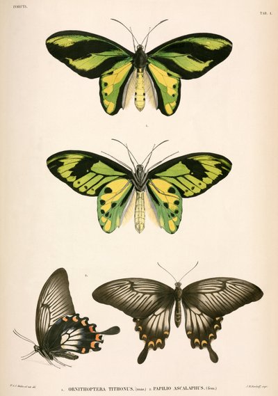 Papillons, Indonésie - Unbekannt