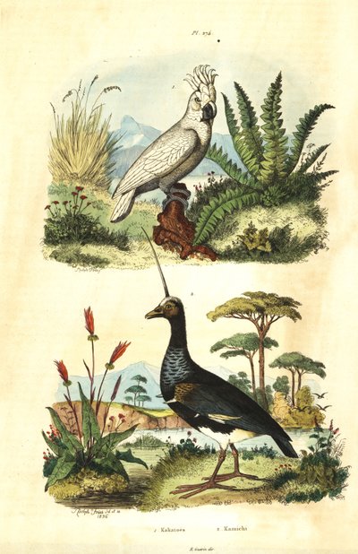 Cacatua galerita, Cacatoès à huppe jaune, et kamichi cornu, Anhima cornuta - Unbekannt