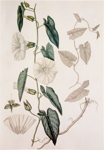 Calystegia sepium/Convolvulus sepium/Liseron des haies - Unbekannt