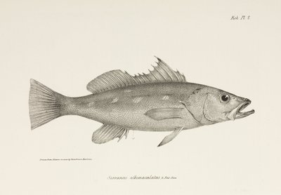 Camotillo, Océan Pacifique, vers 1832-1836 - Unbekannter Künstler
