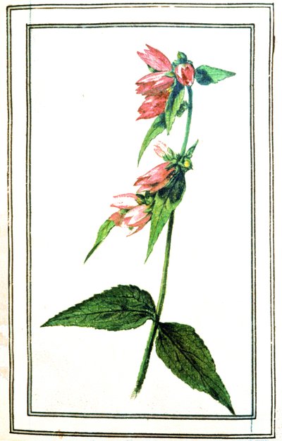 Campanule commune - Unbekannter Künstler