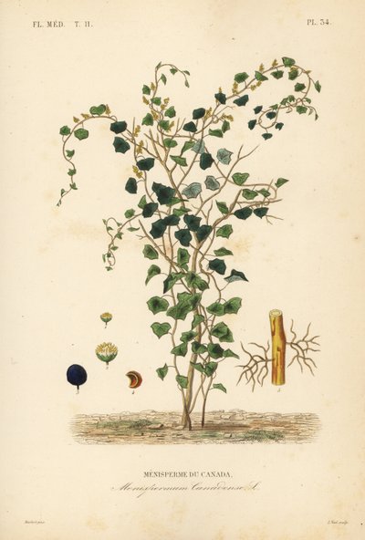 Liane de lune canadienne, Menispermum canadense - Unbekannt