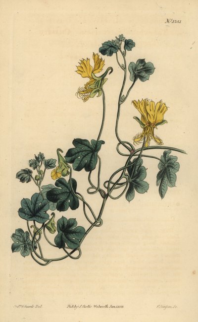 Tropaeolum peregrinum - Unbekannt