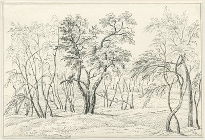 Cannock Chase - Unbekannt