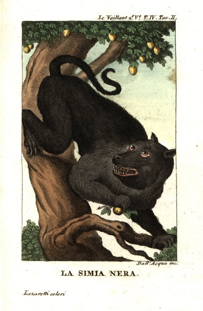 Babouin du Cap ou babouin chacma, Papio ursinus. De François Le Vaillant - Unbekannter Künstler
