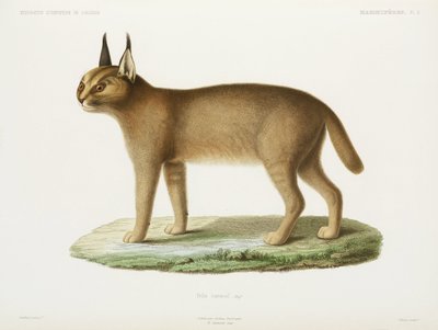Caracal, Algérie - Unbekannt