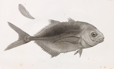 Caranx Sauteur (gros plan) - Unbekannt
