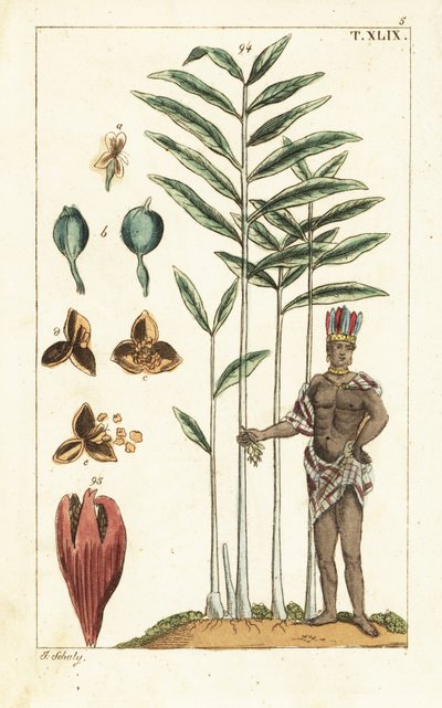 Cardamome, Elettaria cardamomum - Unbekannter Künstler