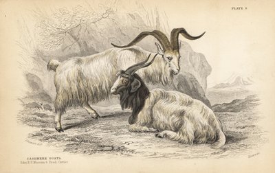 Chèvre cachemire, Capra hircus lanigera. Musée Royal de l