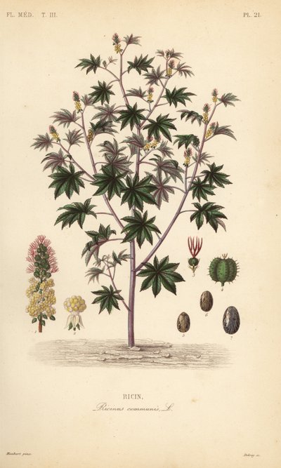 Ricin, Ricinus communis - Unbekannt