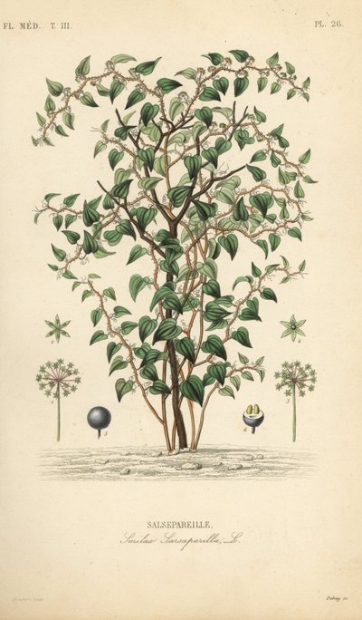 Salsepareille, Smilax glauca, gravure sur acier colorée à la main par Debray d