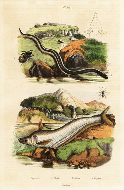 Poisson-chat, sirène naine, guêpe et scarabée - Unbekannter Künstler