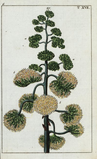 Agave américain, Agave americana - Unbekannter Künstler