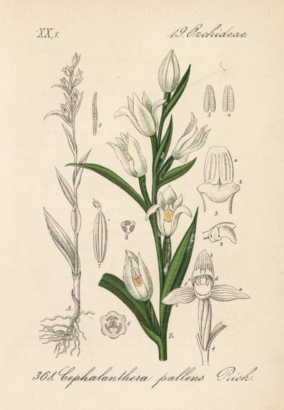 Cephalanthere à longues feuilles - Helléborine à feuilles d