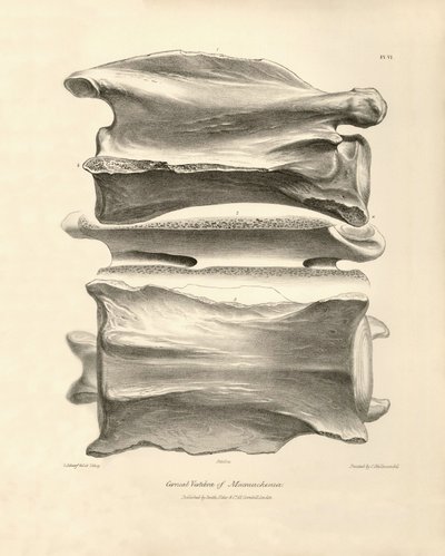 Vertèbre cervicale de Macrauchenia, un animal préhistorique trouvé par Charles Darwin lors de son voyage d