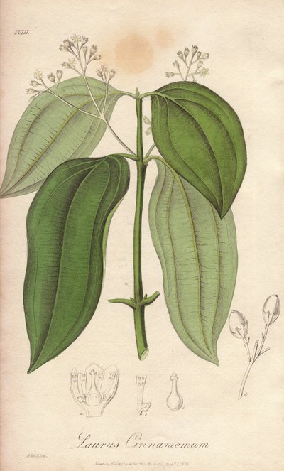 Machine à flûter de Ceylan (Cinnamomum verum) - Illustration de “Botanique médicale, description des plantes médicinales de Londres, Édimbourg et Dublin” par John Stephenson et James Morss Churchill - Unbekannter Künstler