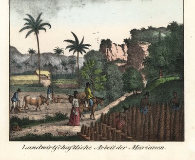 Agriculteurs Chamarro labourant un champ et taillant des rangées de plantations dans l