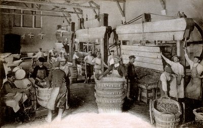 Champagne : pressurage des raisins à la maison de récolte Saint-Hélène, maison Moet & Chandon Epernay, début du XXe siècle - Benjamin Baud