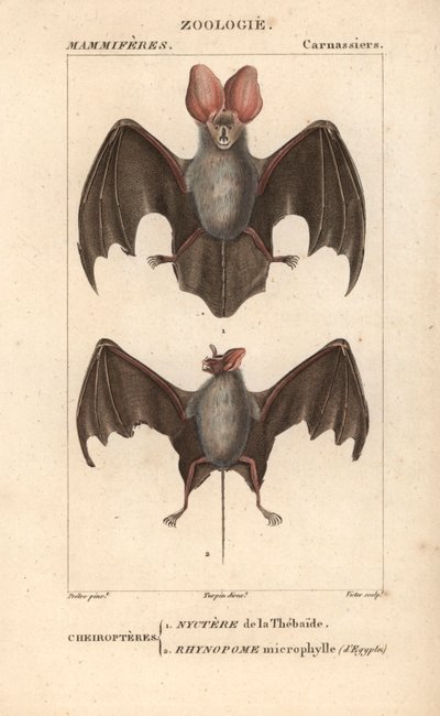 Chiroptère : nyctère de la Thébaïde et rhynopome microphyll d