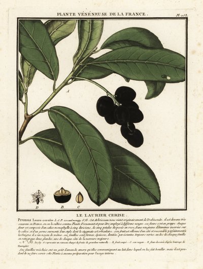 Laurier-cerise, Prunus laurocerasus - Unbekannter Künstler