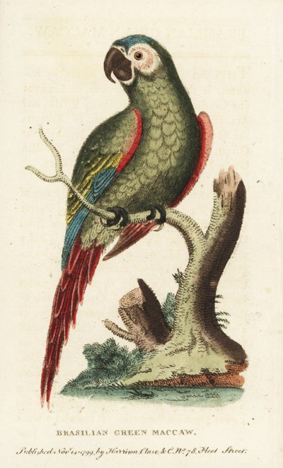 Ara severus à front marron, Ara severus. Illustration copiée de George Edwards. Gravure sur cuivre coloriée à la main de "The Naturalist